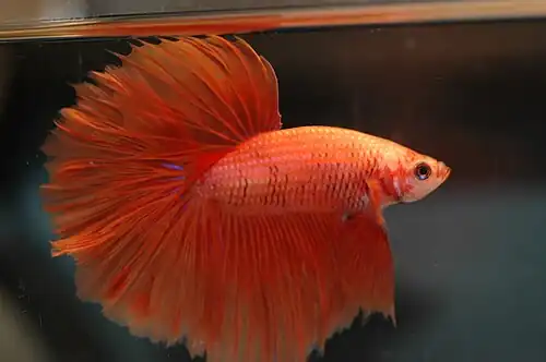 Image 3 Siamese fighting fish Photo by Daniella Vereeken The Siamese fighting fish (Betta splendens), or fighting betta is a freshwater fish related to the paradise fish. The fighting fish is a species in the Gourami family which is popular as an aquarium fish. They are called pla-kad (biting fish) in Thai or trey krem in Khmer. They are a very territorial fish and it is unwise to house two males together. Even the females may become territorial towards each other if not housed in a large enough tank. More selected pictures