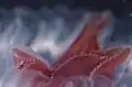 Oral arms