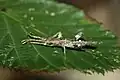 Newly hatched nymph