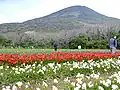 Freesia Festival