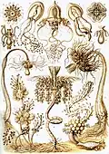 Tubularia (Tubulariae)