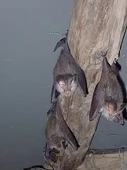 Brown bats