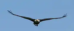 A dark bird with a light head flies towards the viewer; its wings are lifted in a shallow "v" shape, with the tips curled upwards.