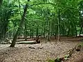 Beech forest.