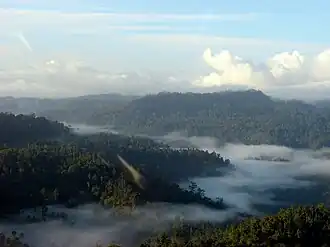 Tropical Rainforest on Halmahera island
