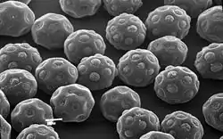 Halothamnus glaucus pollen grains