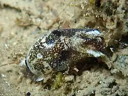 Haminoea exigua