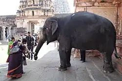 Temple elephant Lakshmi of Virupaksha Temple. Hampi, Karnataka.