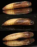 Chrysalis