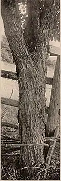 Trunk