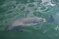 Harbour porpoise (Phocoena phocoena)