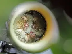 Bats in bamboo