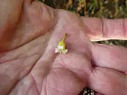 Single flower