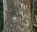 Trunk of T. bellirica