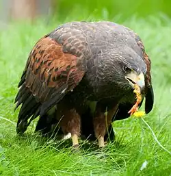 Eating a chick's leg
