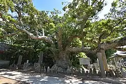 Hasaki no O-tabu
