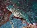 Green sea turtle.