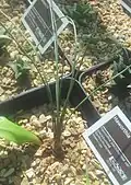 Haworthia blackburneae is a thin, grass-like species.