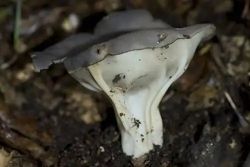 H. costifera