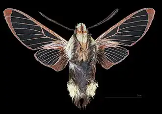 Male ventral