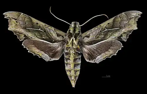 Female dorsal