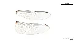 Male wings