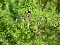 Male