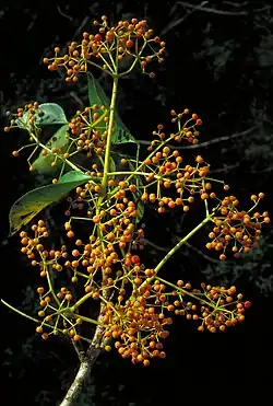 Fruit