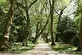 London plane avenue in the park