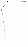 Single seed demonstrating long twisted awn