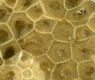 Closeup view, field of view ~3.6 cm wide