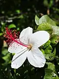 Hibiscus arnottianus A.Gray