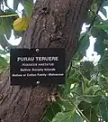 Bark