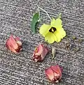 Flower colors