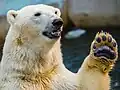 Polar bear