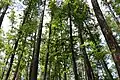 Tops of cypress trees