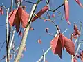 Hildegardia migeodii, Malvaceae, a rare endemic of these forests