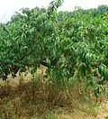 Peaches at Hillview Farms