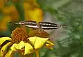 At Jayanti in Buxa Tiger Reserve.