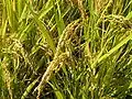 Rice plants