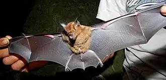 Brown bat