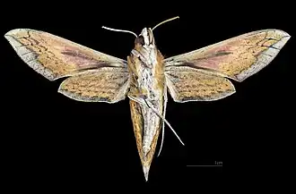 Female ventral