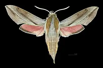 Male dorsal view