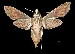 Female ventral view