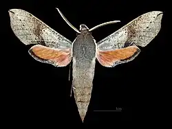 Male dorsal