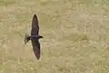 H. rustica foraging