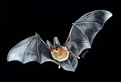 Black and brown bat