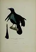 Illustration of a male (front).