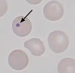 photomicrograph