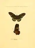 Illustration from Jacob Hübner's Sammlung exotischer Schmetterlinge Vol. 2 (1821)